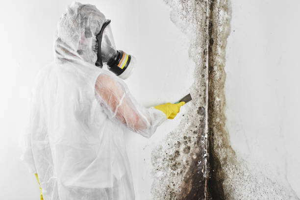 Best Black Mold Removal  in Norris, TN
