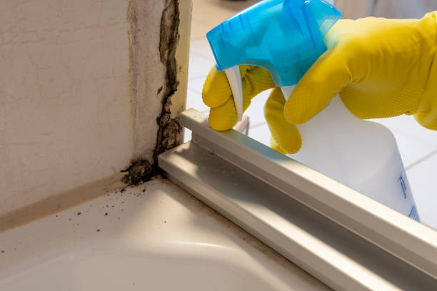 Best Mold Damage Repair  in Norris, TN