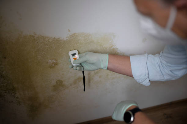 Best Same-Day Mold Removal  in Norris, TN