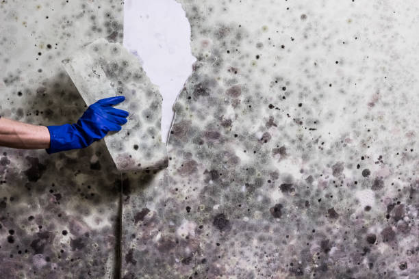 Best Mold Testing  in Norris, TN