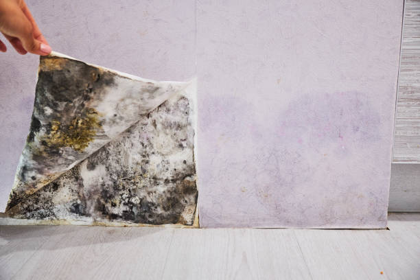 Best Home Mold Removal  in Norris, TN